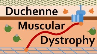 Duchenne Muscular Dystrophy and Dystrophin [upl. by Quiteri]