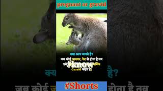 pregnant and gravid knowledge motivation shortvideo facts short viralvideo shortsfeed [upl. by Slifka]