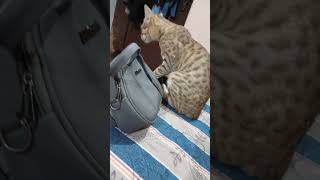 funnyanimal catlover Radhe Radhe ji 🙏 [upl. by Ocsirf]