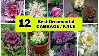 Best 12 Ornamental Cabbage  Kale Decorative Foliage Plant with Identification Swaroopa Diaries [upl. by Ardnaed254]