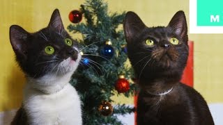 Kittens Recreate Classic Christmas Films [upl. by Nossaj]