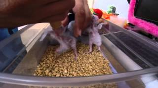 Green Cheek Conure Feeding [upl. by Erroll]