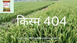 महिंद्रा कंपनी की धान किस्म 404की जानकारी 🙏खेती [upl. by Shelburne]