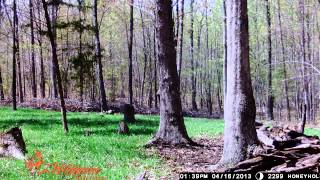 Wildgame Innovations trail cam with flextime technology [upl. by Odama]