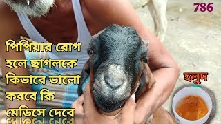 PPR Rog ar lokhon kiabong kivabe thik hobe goat ppr sundarifarm [upl. by Alyt]