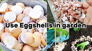 Tip How We Use Eggshells in Our Garden Eggshell Calcium [upl. by Barina415]