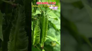 How to Grow Winged Beans  Sigarilyas gardening [upl. by Aeriell840]