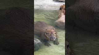 Optimized eyes nose ears array capybara [upl. by Wonacott]