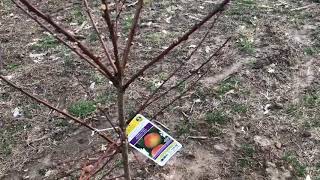 Young Elberta Peach Tree Growth amp Information Video 1 [upl. by Ataynik66]