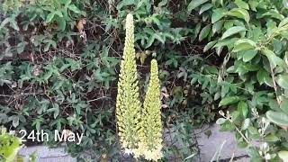 Eremurus Bungei Foxtail lilies coming into flower [upl. by Anaoy]