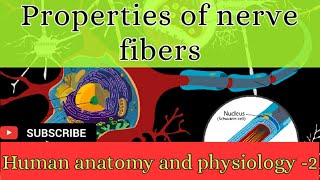 Properties of nerve fibers  nervous system [upl. by Ainex534]