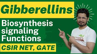 Gibberellin hormone biosynthesis and gibberellin function [upl. by Yslehc]