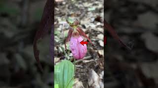 Cypripedium acaule [upl. by Adda]