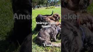 American Cocker Spaniel puppies [upl. by Lyall621]