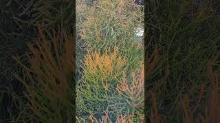 Está Enorme y Colorida 😱🥰 suculentas euphorbias plantas jardin shortvideo [upl. by Waller633]