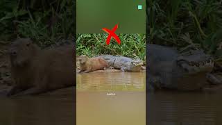 Do Crocodiles Eat Capybaras 😱 [upl. by Aicatsana192]