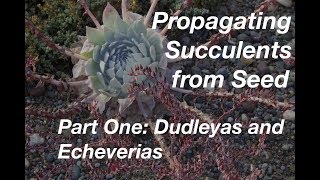 How to Start Succulents from Seeds Part One Echeverias amp Dudleyas [upl. by Akinoj]