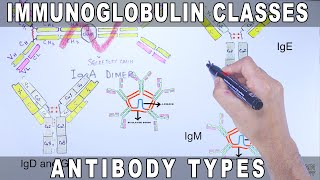 Immunoglobulin Isotypes  Antibody Classes [upl. by Zebada286]