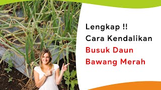 Cara Lengkap Mengendalikan Penyakit Busuk Daun Antraknosa Tanaman Bawang Merah [upl. by Drescher]