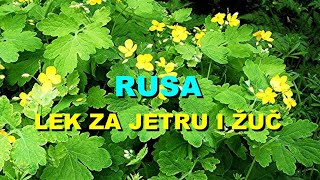 RUSA  LEK Za JETRU i ŽUČ [upl. by Nilde]