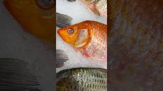 Свежие рыбки андрелла shortsvideo travel andrella food shortvideo fish fishing shorts еда [upl. by Anirroc]