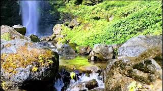 Lullabies Waterfalls Beautiful Views And Bird Songs For Relaxation [upl. by Luapsemaj]