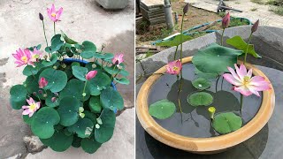 Top 5 types of beautiful lotus flowers for beginners  how to grow lotus at home [upl. by Erdnuaed]