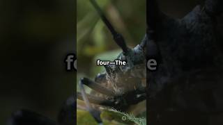 Top 5 Most Dangerous insects facts didyouknow shorts trending [upl. by Hassin]