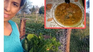 COLHENDO VERDURAS E LEGUMES DA HORTA PRA FAZER UMA SOPA [upl. by Ahtelrac]