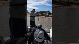 Quick Yellowbelly catch amp release fishing [upl. by Jozef]