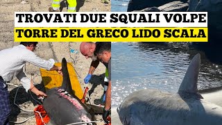 Notizie Due squali volpe ritrovati morti sul litorale di Torre del Greco [upl. by Akiehsat]