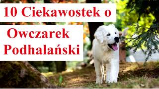 10 Ciekawostek OWCZAREK PODHALAŃSKI [upl. by Llerryt562]