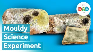 Mouldy Bread Science Experiment [upl. by Aikemot]