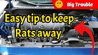 Easy Tip To Keep Rodents Mice amp Rats Out of Your Engine Bay [upl. by Halie]