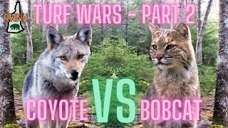 Coyote VS Bobcat Turf Wars  Part 2  White Mountains New Hampshire [upl. by Buffum190]