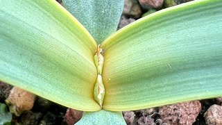 Welwitschia mirabilis 6 months old 🌱 [upl. by Euqinemod]