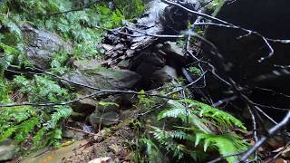 Gap Creek Falls Watagan State Forest NSW [upl. by Hsirahc]