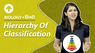 Hierarchy Of Classification  Hindi  Biology [upl. by Kania]