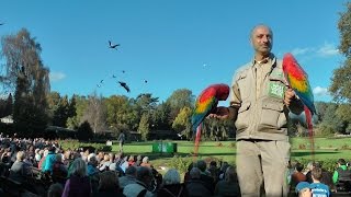 Einzigartige Flugshow Weltvogelpark  Walsrode [upl. by Cir831]