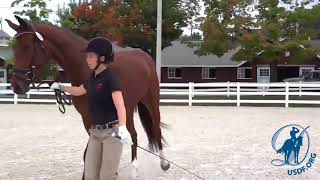 Introduction to Sport Horse In Hand Classes [upl. by Ominorej]