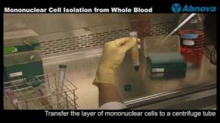 Mononuclear Cell Isolation from Whole Blood [upl. by Erdnaid]