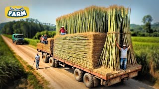 How Bamboo Products Are Made From Planting Bamboo to Toothbrush Factory [upl. by Sibley]