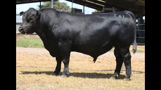 Lot 34 VHW22T61 Weeran Angus Autumn Bull Sale 2024 [upl. by Essej466]