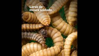 Conocé a los compostadores  Larva de mosca soldado [upl. by Atinnek]