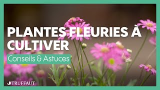 Plantes fleuries pour jardinières ou massifs colorés  Truffaut [upl. by Retsila]