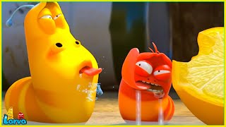 LARVA SEASON 1 EPISODE 151200  BEST CARTOONS 2025  COMICS  HILARIOUS CARTOON COMPILATION [upl. by Sommers]