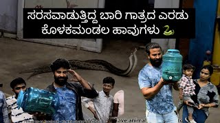 ಸರಸಲ್ಲಾಪದಲ್ಲಿರುವ ಕೊಳಕ ಮಂಡಲ ಹಾವನ್ನು ಹಿಡಿಬೇಕಂದ್ರೆ ಎರಡು ಗುಂಡಿಗೆ 🫀 ಇರಬೇಕು karthikshekaracharya snake [upl. by Nerrad548]