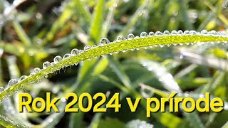 Rok 2024 v prírode [upl. by Lidstone546]