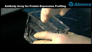 Antibody Array for Protein Expression Profiling [upl. by Llerrod244]