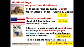 Ancylostoma amp Necator GIT module Dr khaled habib [upl. by Warde]